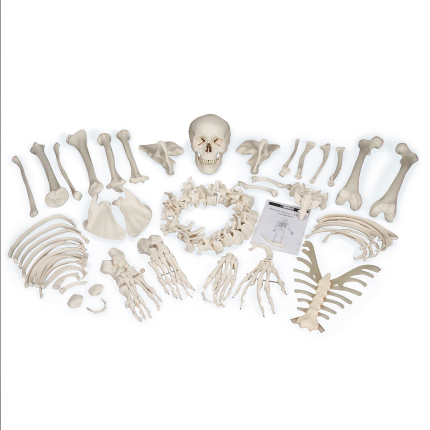 Disarticulated Skeleton